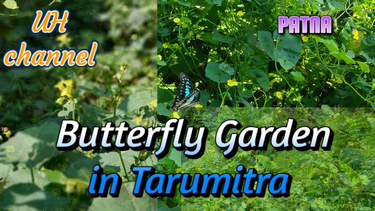 Butterfly Garden in Tarumitra Ashram//UH Channel 2022//तरुमित्र आश्रम