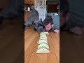 The most intense taco race in history 🌮🐶