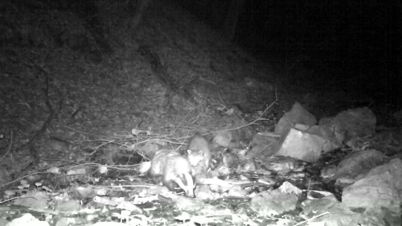 European badger - Meles meles - მაჩვი - raccoon - Procyonidae - ენოტი