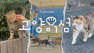 후쿠오카 | 고양이 섬 | 아이노시마(相島) VLOG | EP. 2