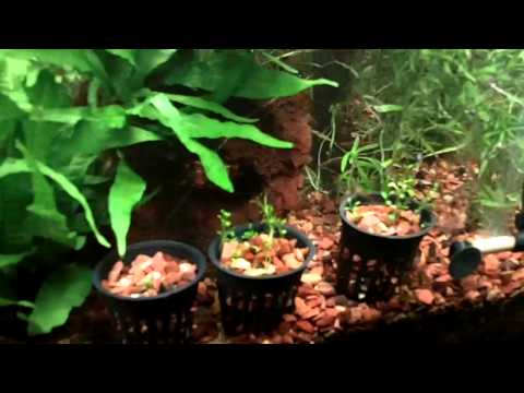 75G Planted Aquarium Tour