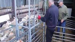 KO Sheep Handler #1