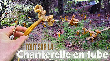 Où poussent les chanterelles en tube ?