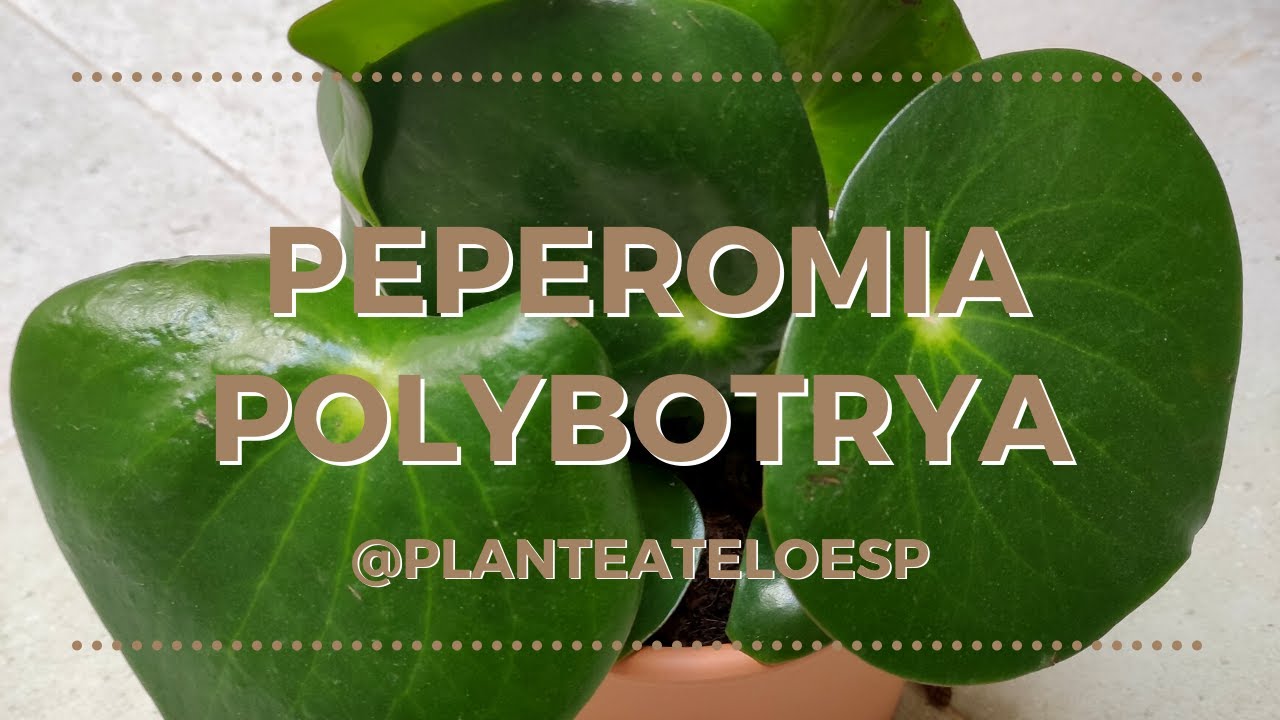 🍀Peperomia Polybotrya - Raindrop: Plantas en 5 minutos 🍀