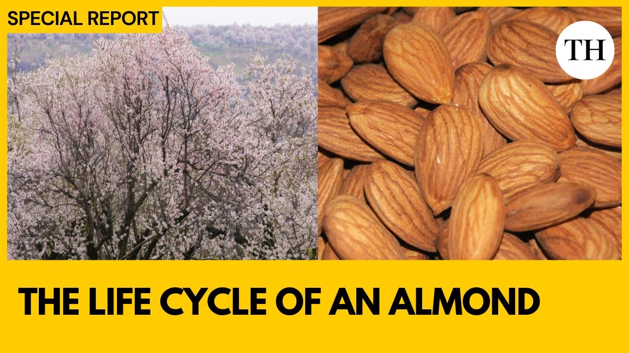 The life cycle of an almond