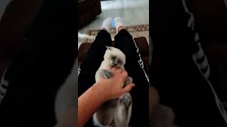 Ailemizin Yeni Üyesi Pamuk