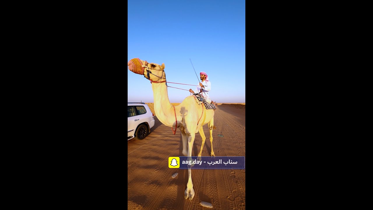قصة الامير شقران والذلول الصيعرية  (الصيعر آل معيقل )  على سناب العرب