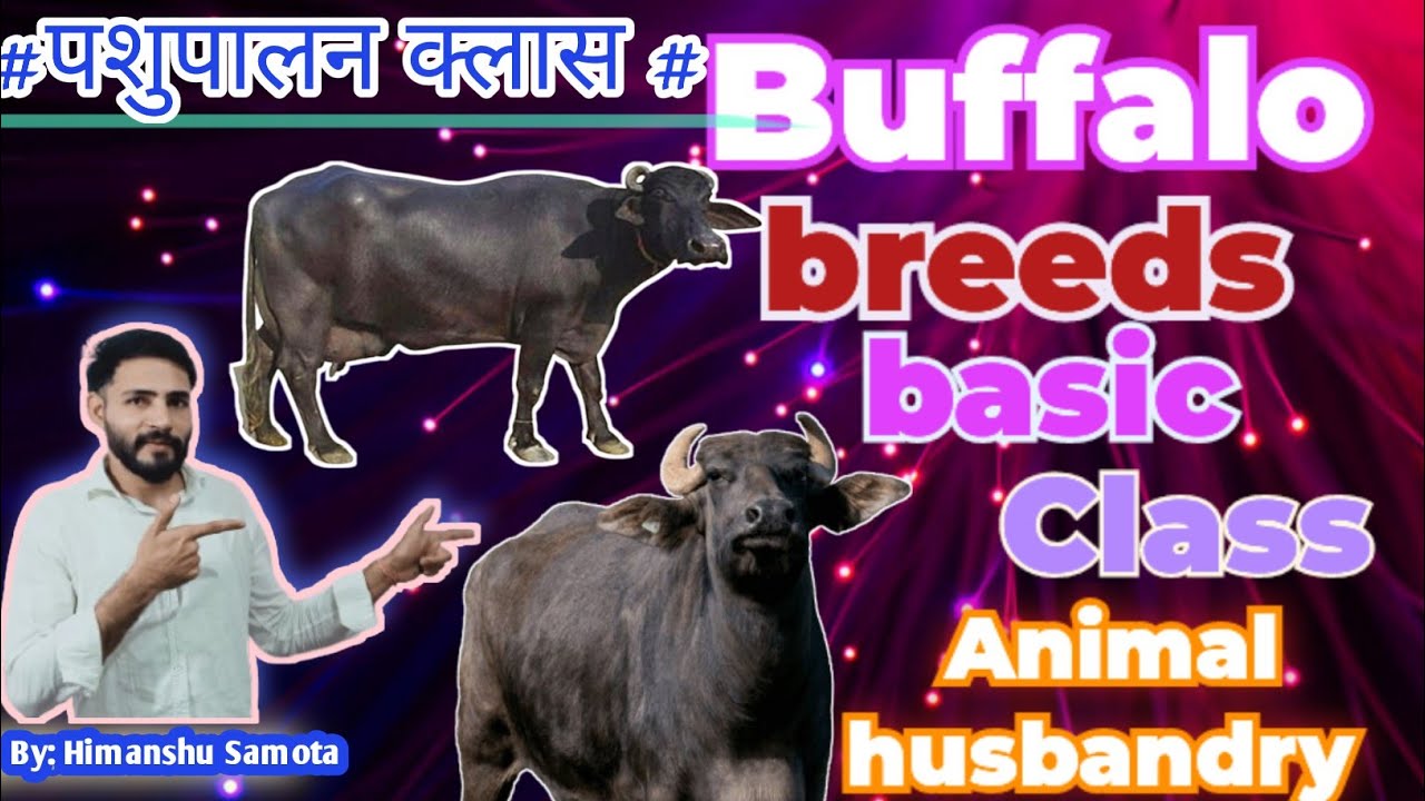 Animal husbandry basic class/🔥,