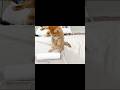 Tiny Kitten Stood Up in Surprise！