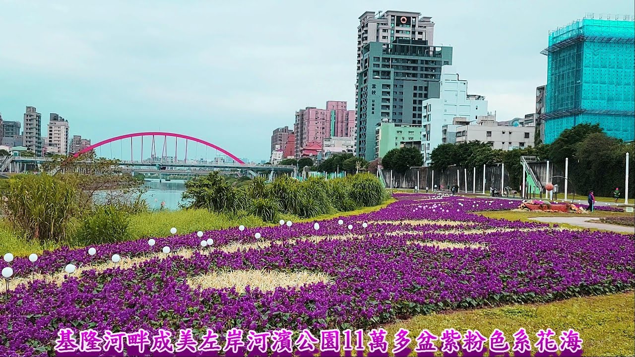 浪漫破表11萬多盆紫粉色系花海22 01基隆河畔成美左岸河濱公園彩虹橋花海 Youtube