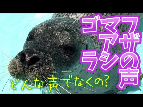 ゴマフアザラシの鳴き声 The crying Spotted seal