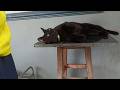 テーブルでまったりする黒猫
