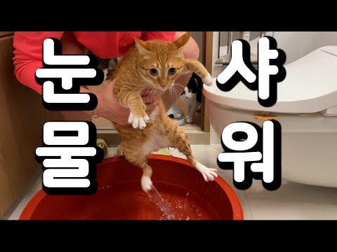 아..! 이게 지랄묘구나