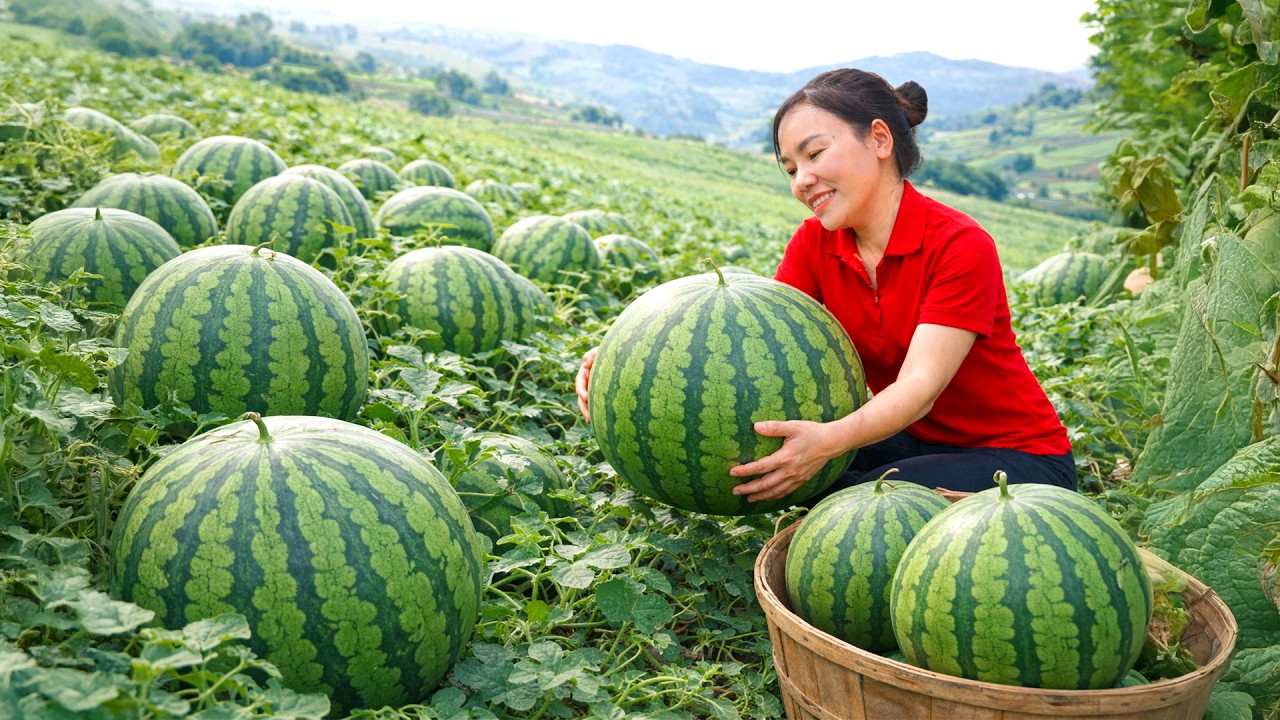 [TIMELAPSE] - 183 Days Harvesting Many Giant Watermelon,Jackfruit,Orange,Mango Go To Market Sell