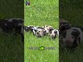 Nuôi Lợn Làm Thú Cưng Trong Nhà Sẽ Như Thế Nào! #animals