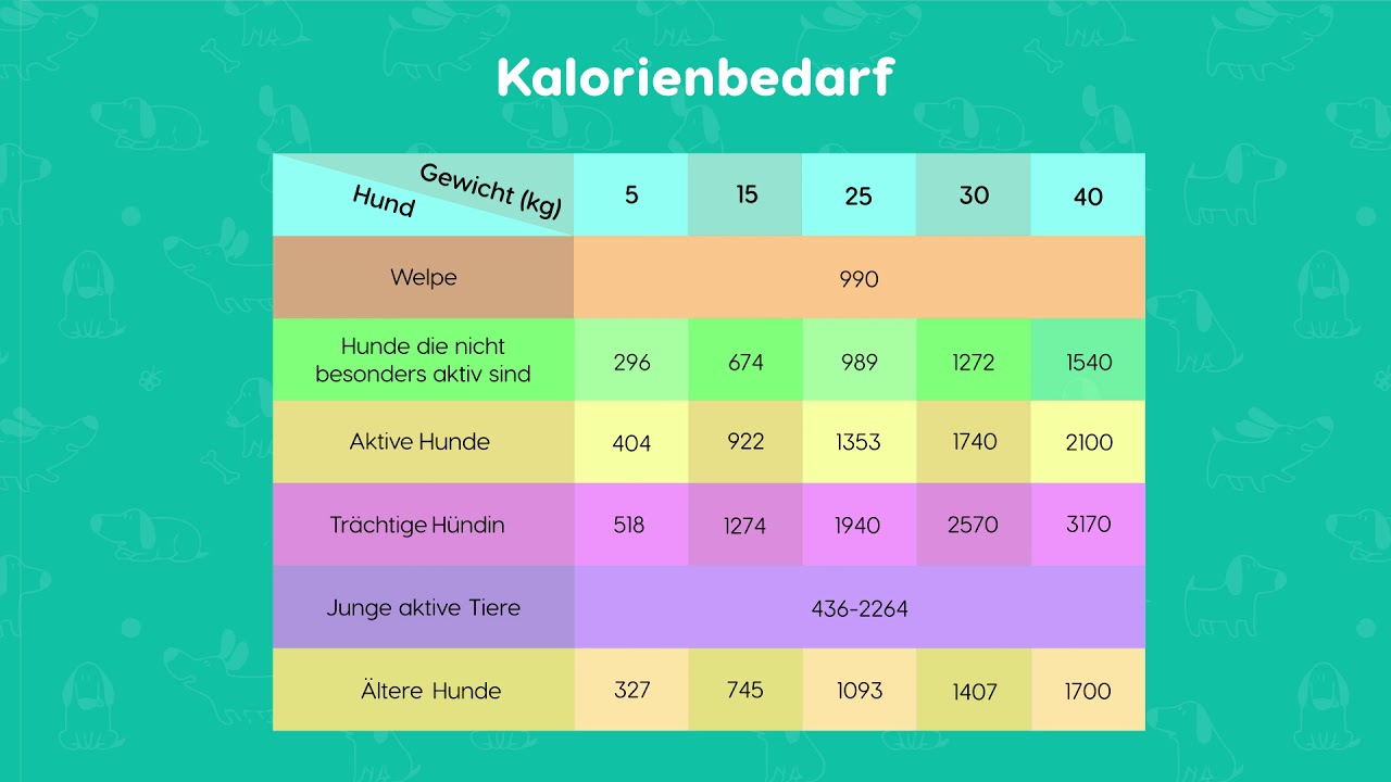 Fütterungsempfehlung für Hunde YouTube