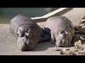 Hippo snuggle up
