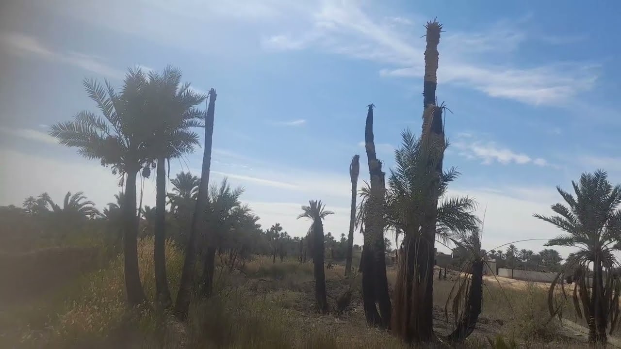 فرصة👌 فدان يصلح للاستثمار سكني🏕 زراعي🌴 سياحي 🏖 السعر مفاجأة وسط المراقي بسيوة