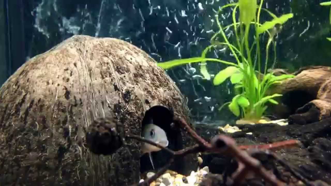 uava Nanochromis parilus