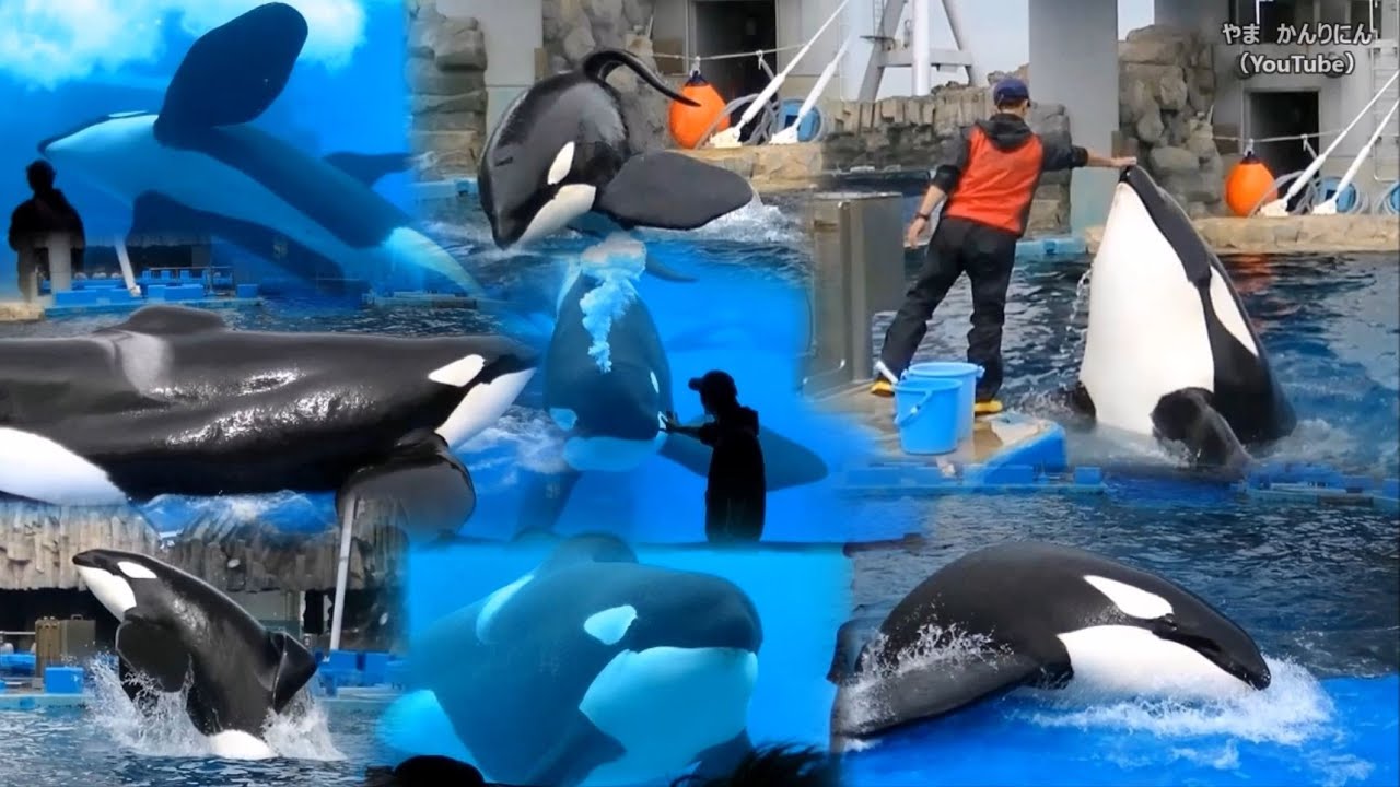 シャチのビンゴが死亡 Part3 Pcに残っていた最後の映像 名古屋港水族館 Youtube