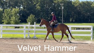 VELVET HAMMER (W/T/C), Adoptable Thoroughbred Mare, New Vocations