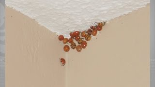 Good Question: What's Going On With All The Ladybugs?