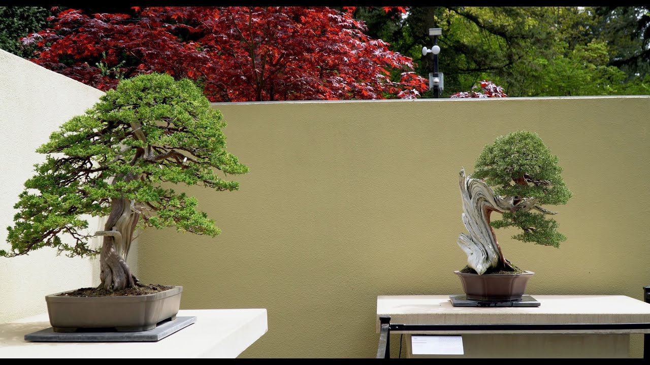 Pacific Bonsai Museum
