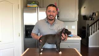 Picking the best American Bully puppy