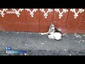 Уфимский Хатико: верная собака два года ждет умершего хозяина (ВИДЕО)