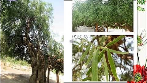 CLASS 4 EVS- THE STORY OF AMRITA