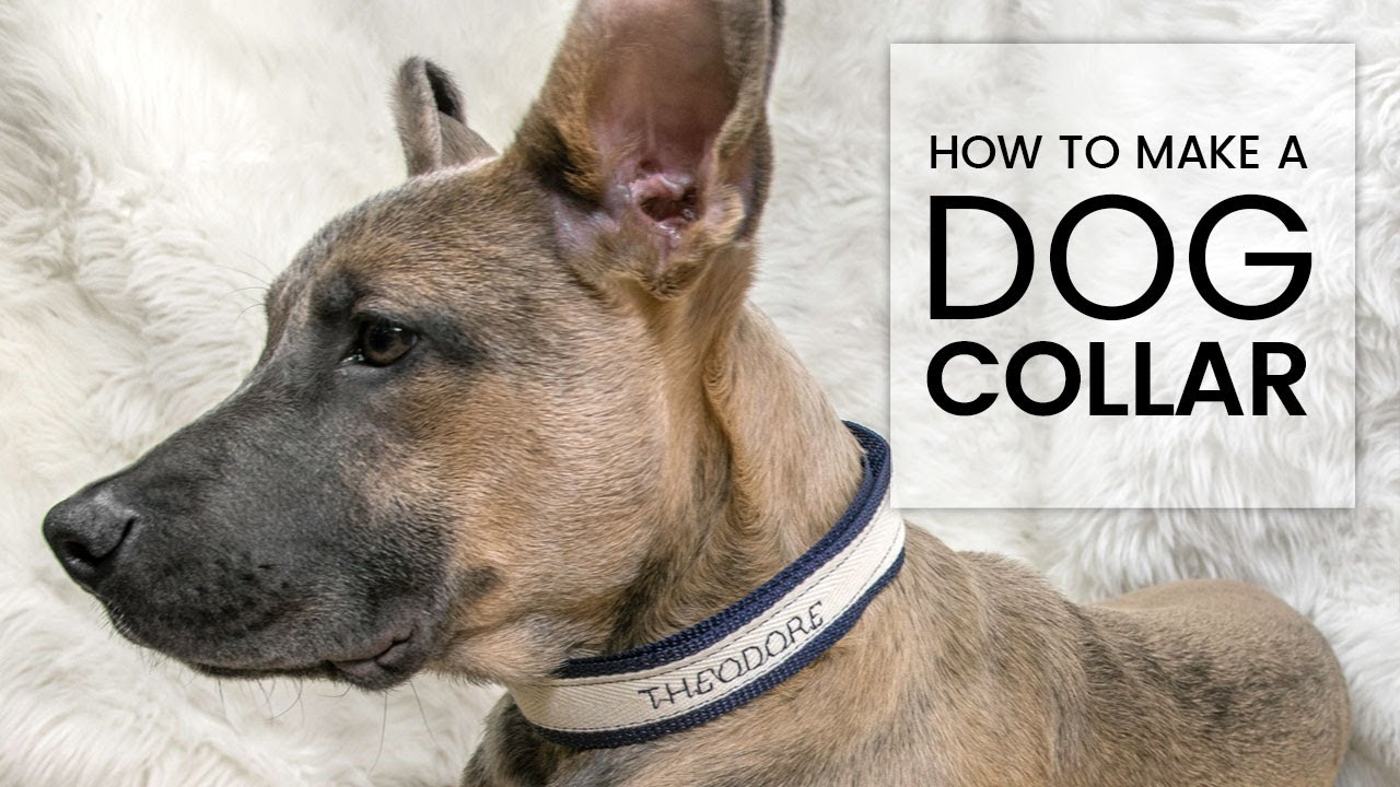 How to Make a Dog Collar | Adjustable DIY Dog Collar for My New Puppy! | Theo's OFS DEBUT - YouTube