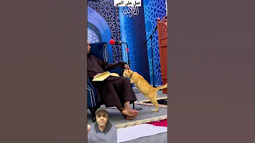 أغرب موقف دخول القطة للمسجد وسط المصلين Aboelzeek 