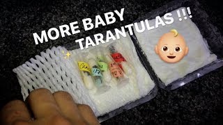 BABY TARANTULA UNBOXING !!! Cuuute ~