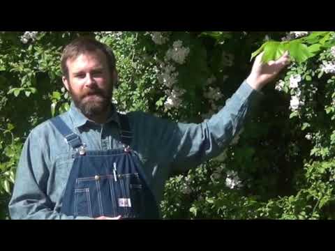 Vídeo: Trevo Multifoliado
