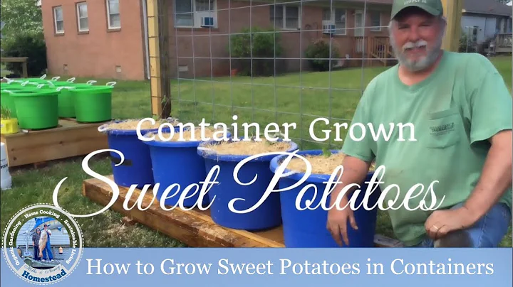 How To Grow Sweet Potatoes In Containers (Part 1 o...