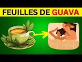 11 bienfaits du th de gava qui vont vous poustoufler