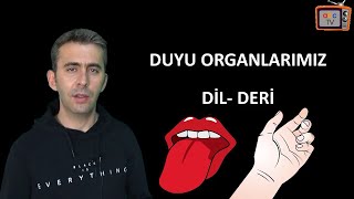 Duyu Organlarımız - Dil Ve Deri - 3. Sınıf Fen Bilimleri