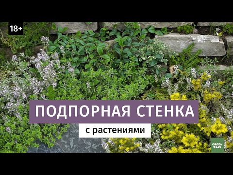 Видео: Характеристики и засаждане на растения върху подпорна стена - 3