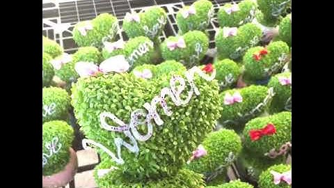 Vườn chuyên bán sỉ cây may mắn tài lộc