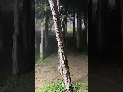 الباحة منتزه غابة رغدان ليل وشتاء وبرد وضباب