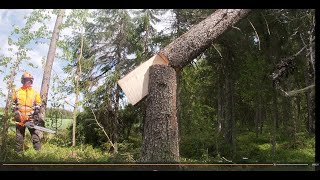 Metsolan Metsäkoulu 313 - Yleinen harhakäsitys, mitä tällä tavotellaan!
