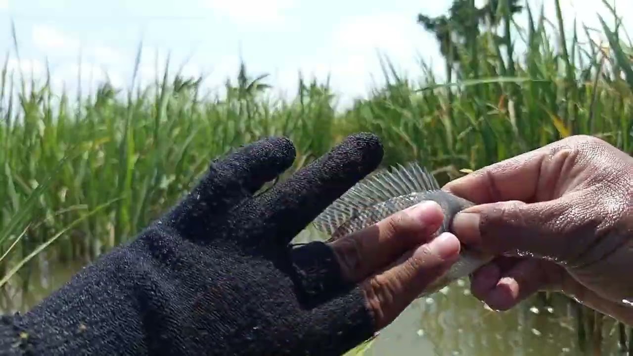 Spot karangtowo masih ada cintanya 🔥#mancingmania #nyobok #masukberanda #fyp #pemancingblusukan 