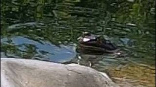 Fremont, Nebraska - Critters In Pond Checking Out New GoPro - 06/18/2026