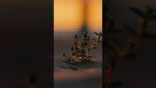 Sunset at Baltic Sea - short nature meditation 4