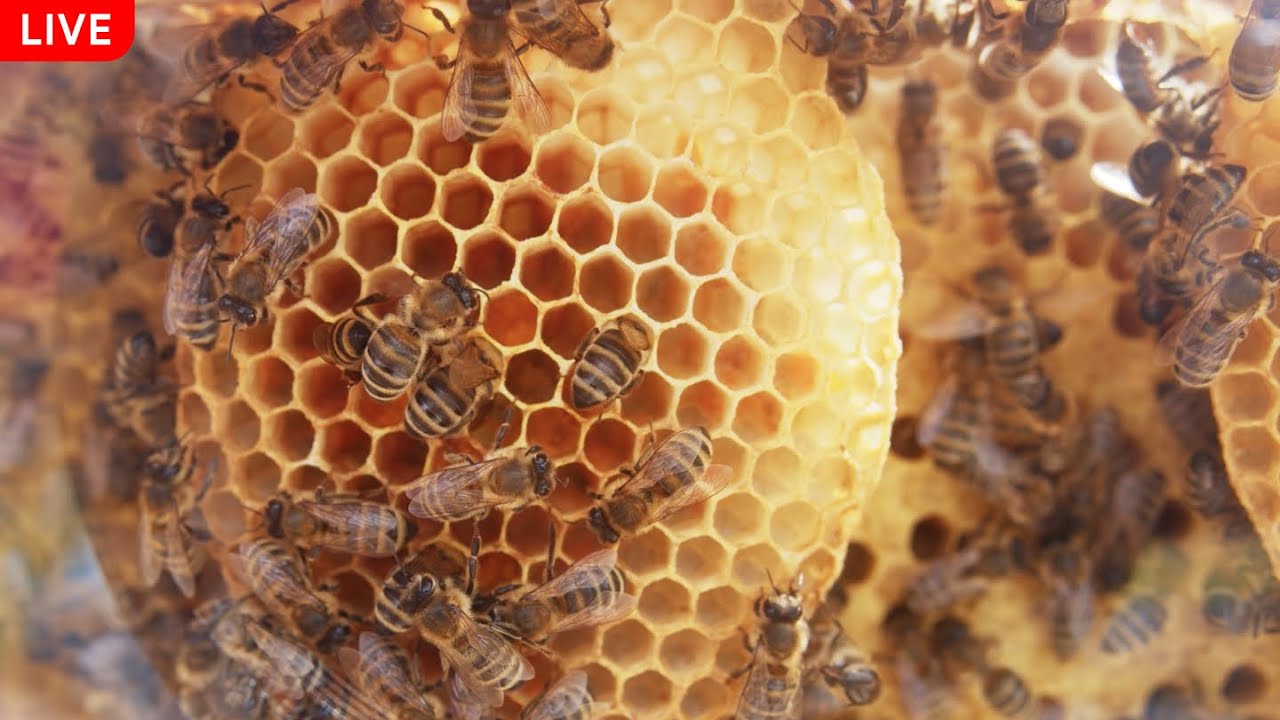 Життя бджіл, вулику та меду