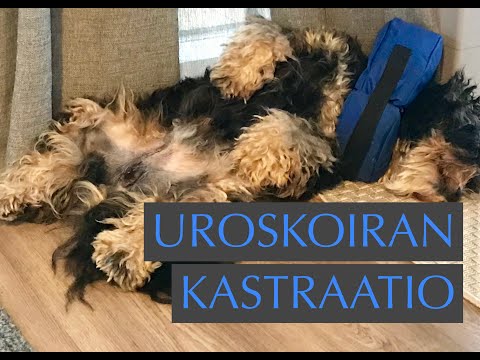 Video: Miksi kastraatio on tärkeää?