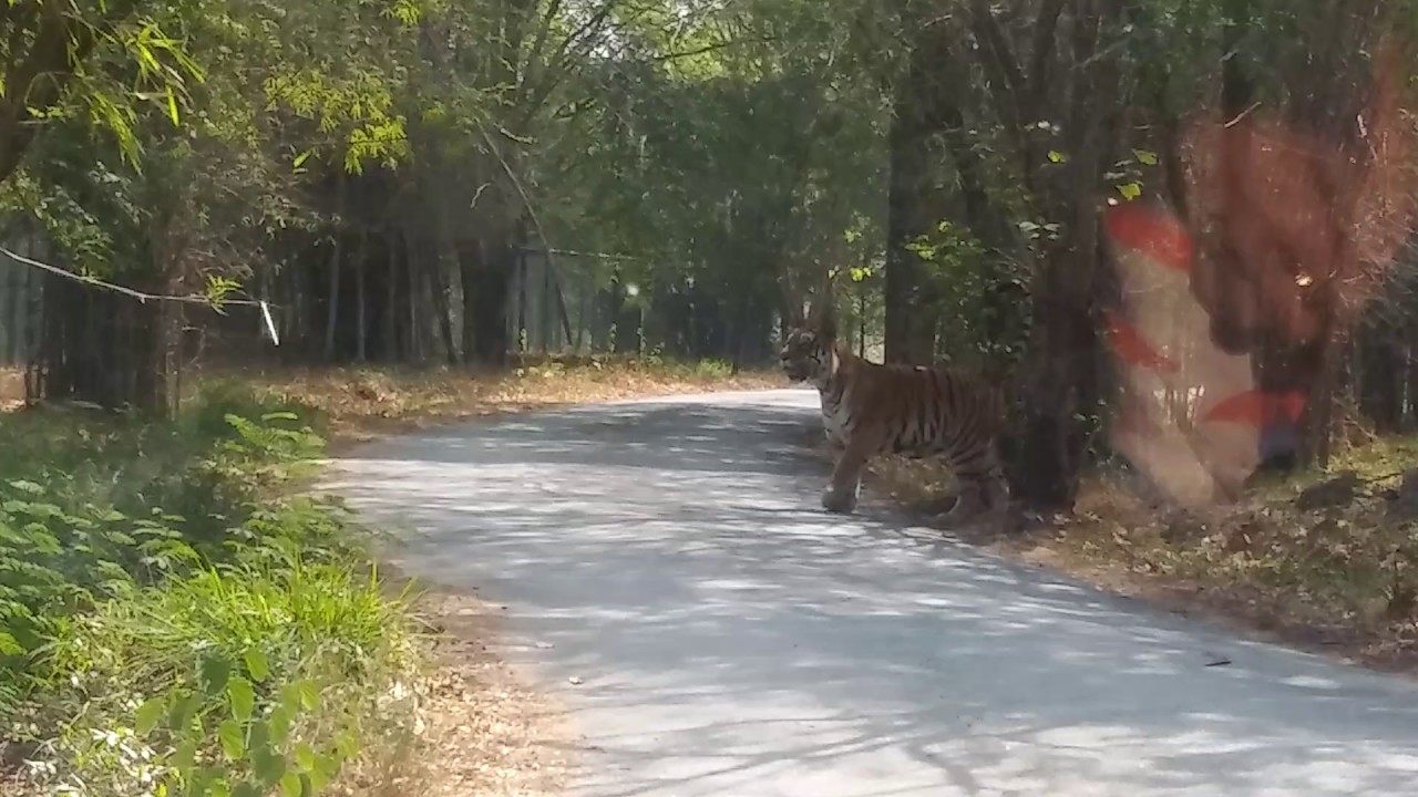 Tiger on road YouTube