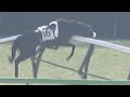【放馬】オブシディアーナがラチに突っ込むも受け身が取れて無事に帰還する【東京競馬場】