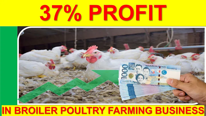 Raising Your Broilers with Feeding Guide & Return of Investment in Poultry Business |Tagalog - DayDayNews