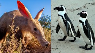 12 Most Unique Animals Living In Africa